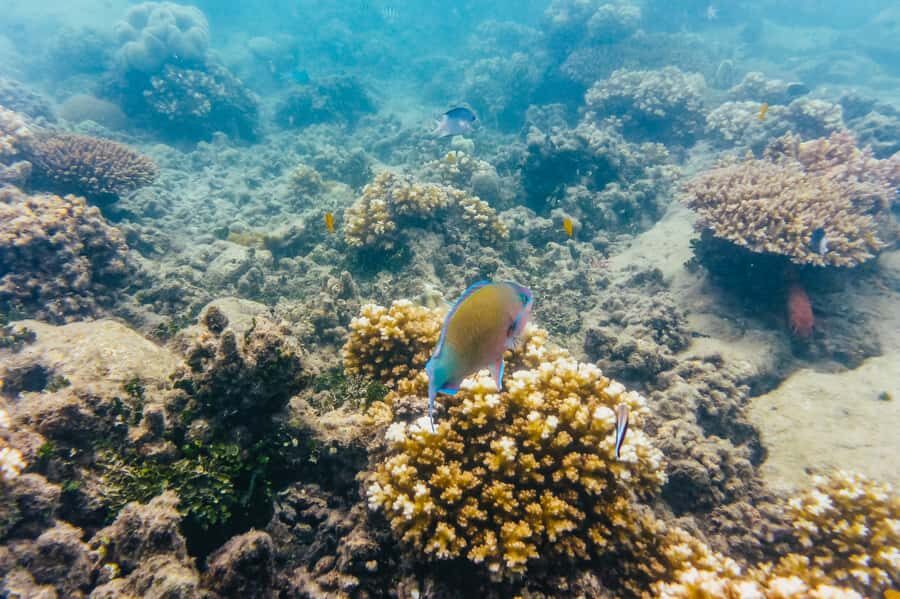 From Cairns: Green Island Full-Day Cruise - The Real Value of the Tour