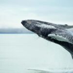 From Christchurch: Kaikura Day Tour with Whale Watching - The Journey Through Canterbury