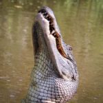 From Darwin: Litchfield Park Tour & Jumping Crocodile Cruise - Who Is This Tour Best For?