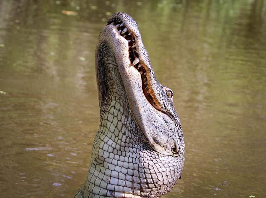 From Darwin: Litchfield Park Tour & Jumping Crocodile Cruise - Who Is This Tour Best For?
