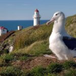 From Dunedin: City, Otago Peninsula & Albatross Guided Tour - What’s Included and What’s Not