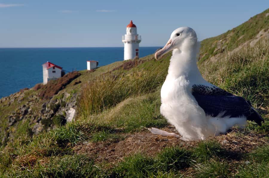 From Dunedin: City, Otago Peninsula & Albatross Guided Tour - What’s Included and What’s Not