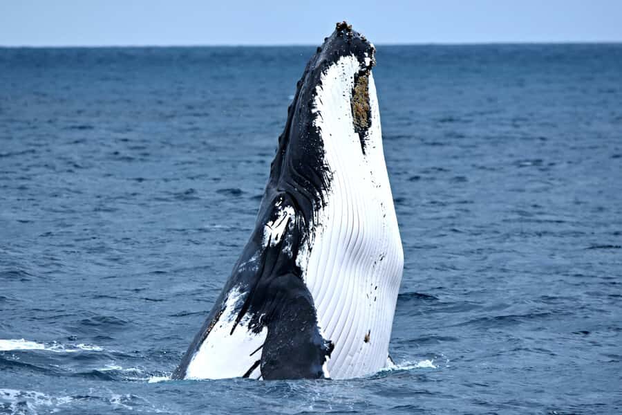 From Fremantle: 2-Hour Luxury Whale-Watching Cruise - The Value Proposition: Is It Worth It?
