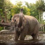 From Gold Coast : Australia Zoo Transfer and Entry Ticket - Final Thoughts: Who Will Love This Tour?