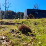 From Hobart: Active Day Trip to Cradle Mountain - Transportation and Value