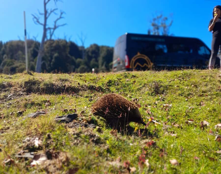 From Hobart: Active Day Trip to Cradle Mountain - Transportation and Value