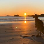 From Mackay: Wallabies on the Beach Sunrise Trip - The Guided Tour and Walk