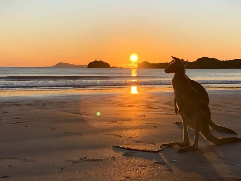 From Mackay: Wallabies on the Beach Sunrise Trip - The Guided Tour and Walk