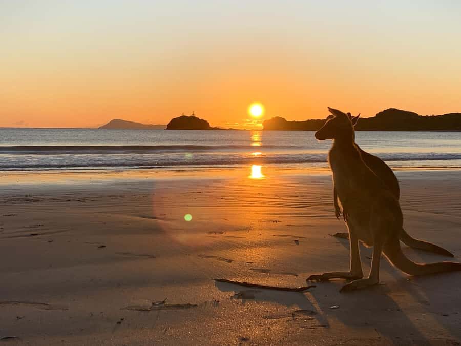 From Mackay: Wallabies on the Beach Sunrise Trip - The Guided Tour and Walk