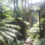 From Melbourne: Dandenong Ranges Private Day Tour - Itinerary Breakdown: What to Expect
