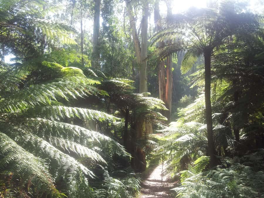 From Melbourne: Dandenong Ranges Private Day Tour - Itinerary Breakdown: What to Expect