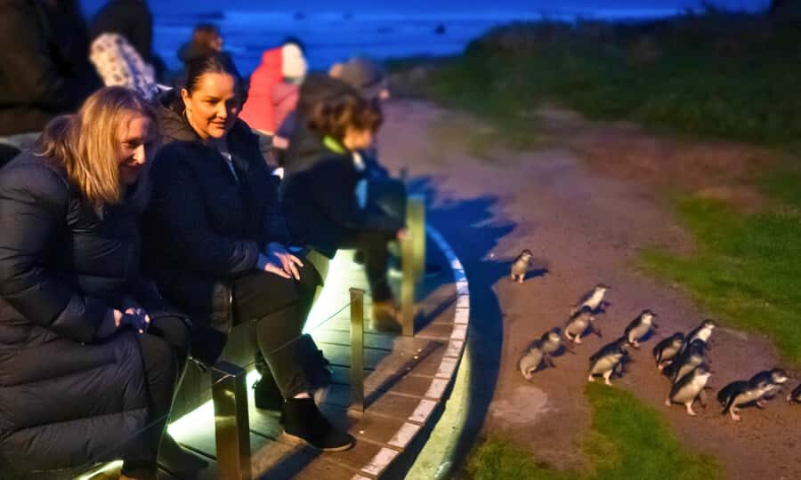 From Melbourne: Penguin Parade Afternoon Tour - An Introduction to the Tour Experience