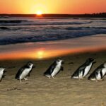 From Melbourne: Penguin Parade, Koalas & Kangaroos - The Itinerary in Detail