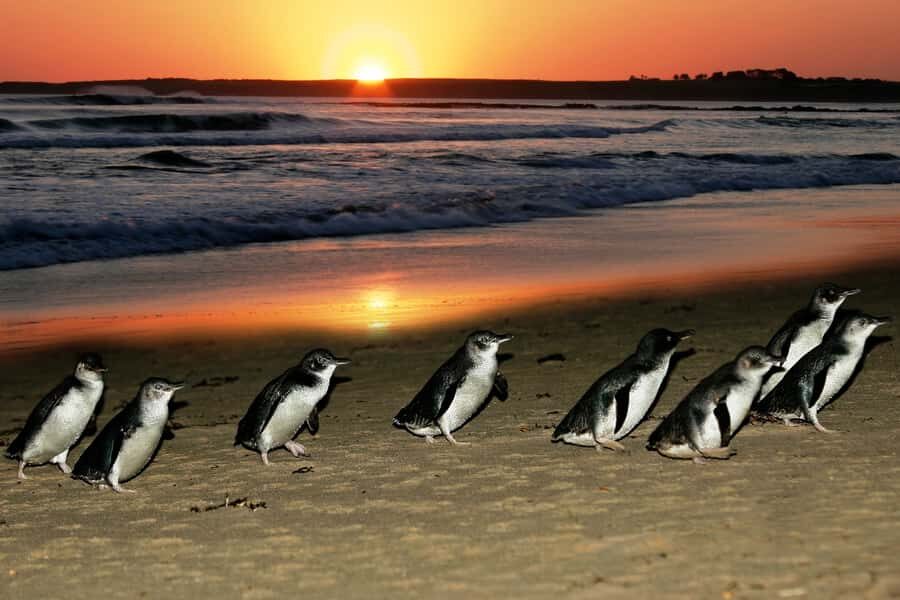 From Melbourne: Penguin Parade, Koalas & Kangaroos - The Itinerary in Detail
