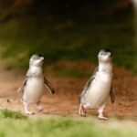 From Melbourne: Phillip Is Penguin Parade & Koala Reserve - Value and Practicality