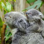 From Melbourne: Phillip Island and Penguin Parade Day Tour - What to Expect at Each Stop