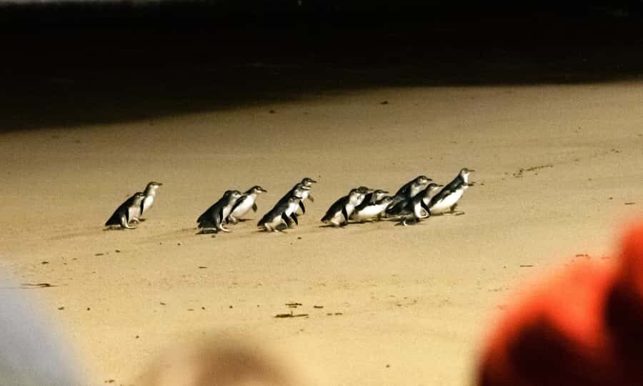From Melbourne: Phillip Island Penguin Parade Eco Tour - Coastal Highlights: Cape Woolamai and The Nobbies