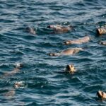 From Melbourne: Phillip Island Penguin Parade Express Tour - The Details: Why This Tour Works for Travelers