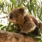 From Melbourne: Small Group Great Ocean Road Tour - Detailed Review of the Great Ocean Road Small Group Tour