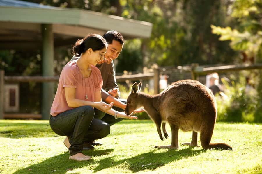 From Melbourne: Yarra Valley Wildlife & Wine Day Tour - Final Thoughts: Is This Tour Worth It?