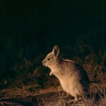 From Perth: Perth Wildlife Tour Under the Stars with Dinner - What to Expect and Practical Tips