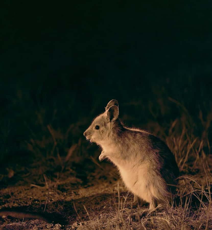 From Perth: Perth Wildlife Tour Under the Stars with Dinner - What to Expect and Practical Tips