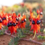 From Perth: Pinnacles Sunset and Stargazing Tour with Dinner - Nilgen Nature Reserve or Hangover Bay