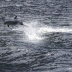 From Queenstown: Milford Sound Cruise and Coach Day Tour - The Drive Through Fiordland