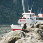 From Queenstown: Milford Sound Discover More Longest Cruise - The Cruise: Up Close with Nature