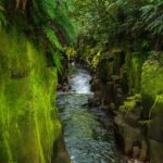 From Rotorua: Whirinaki Rainforest Guided Cultural Tour - Analyzing the Value