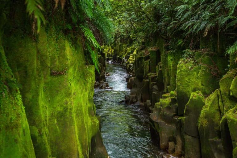 From Rotorua: Whirinaki Rainforest Guided Cultural Tour - Analyzing the Value