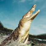 From Sunshine Coast: Australia Zoo Entry Ticket and Transfer - Detailed Breakdown of the Itinerary