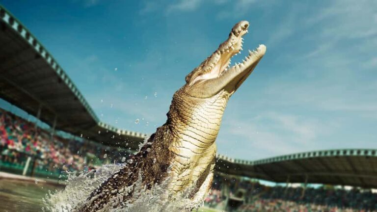 From Sunshine Coast: Australia Zoo Entry Ticket and Transfer - Detailed Breakdown of the Itinerary