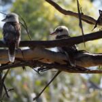 From Sydney: Australian Wildlife Safari with Lunch & Dinner - Who Should Book This Tour?