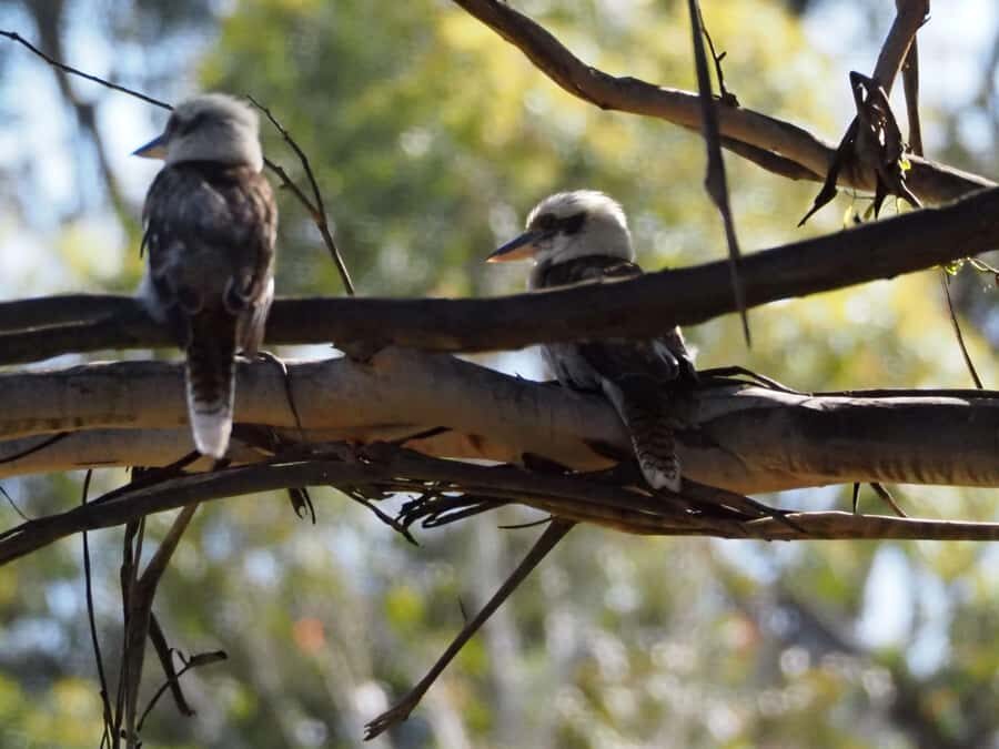 From Sydney: Australian Wildlife Safari with Lunch & Dinner - Who Should Book This Tour?