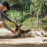 From Sydney: Blue Mountains Full-Day Trip - Analyzing the Value and Practicality