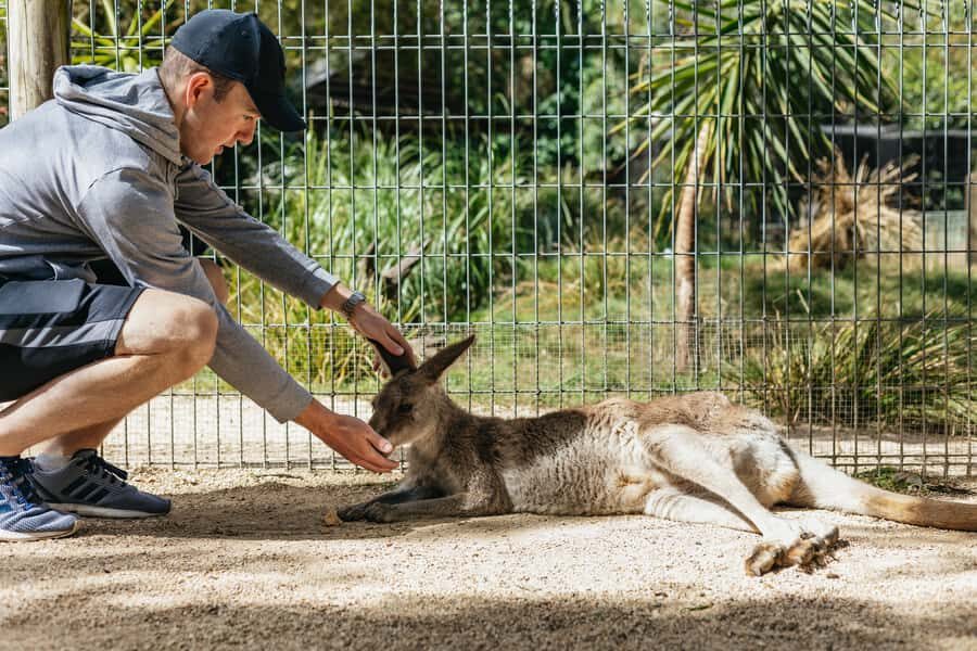 From Sydney: Blue Mountains Full-Day Trip - Analyzing the Value and Practicality