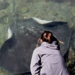 From Sydney: Day Tour to Jervis Bay with Beaches and Koalas - The Sum Up