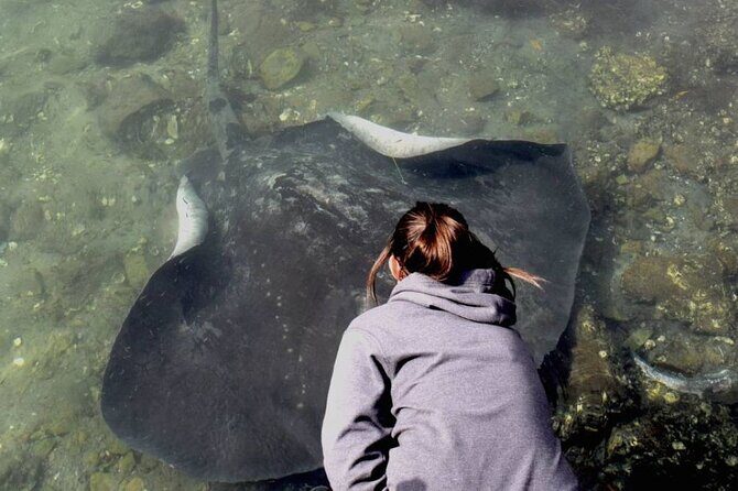 From Sydney: Day Tour to Jervis Bay with Beaches and Koalas - The Sum Up