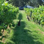 From Sydney: Hunter Valley Beer & Wine Group Tour - The Itinerary in Detail