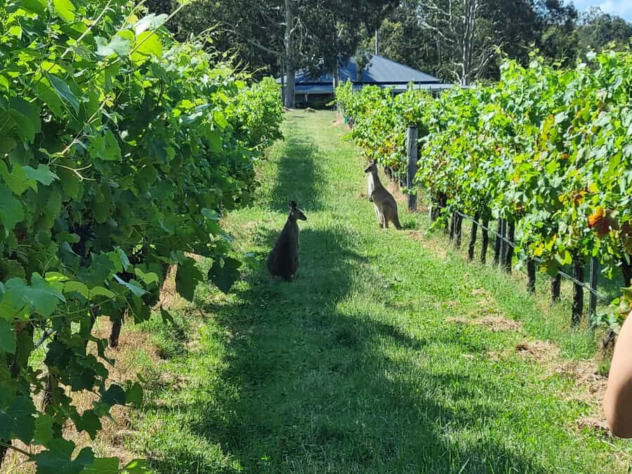 From Sydney: Hunter Valley Beer & Wine Group Tour - The Itinerary in Detail