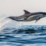 From Tauranga: Dolphin and Wildlife Cruise - Who Will Love This Tour?