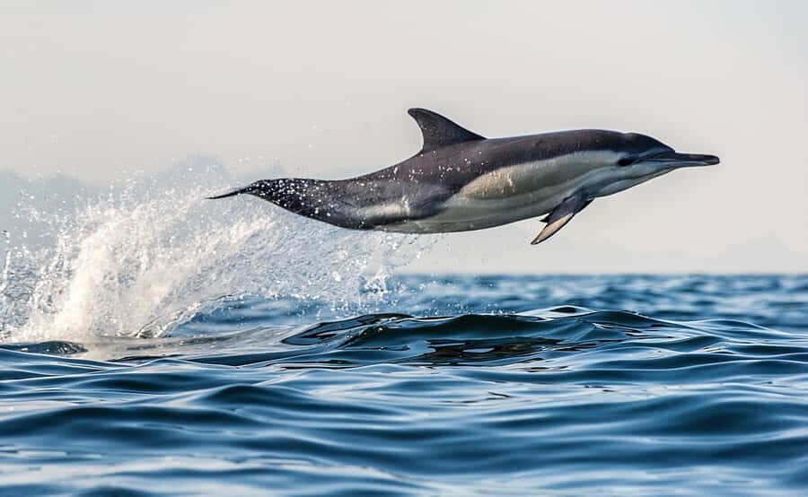 From Tauranga: Dolphin and Wildlife Cruise - Who Will Love This Tour?