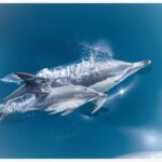 From Tauranga: Half-Day Swimming with Dolphins Tour - The Itinerary in Detail