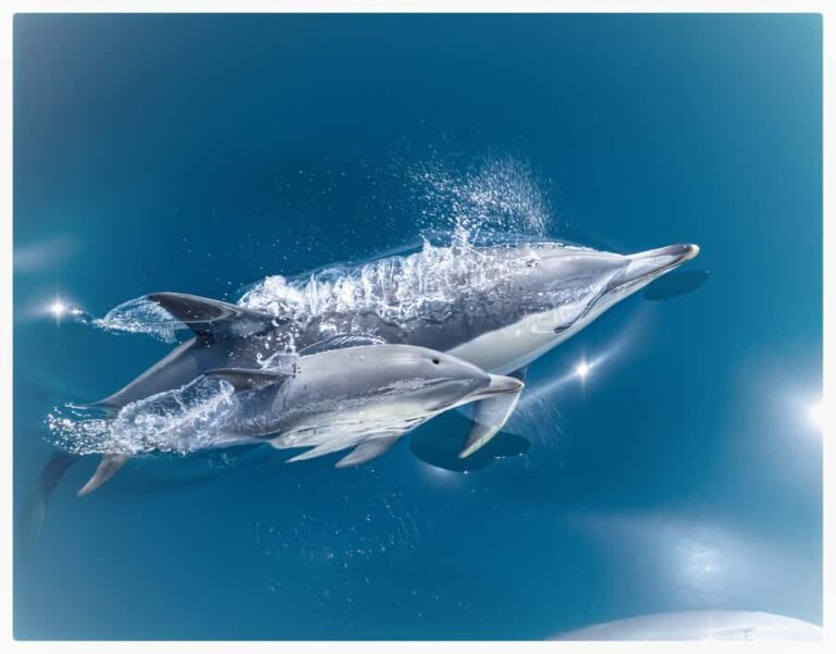 From Tauranga: Half-Day Swimming with Dolphins Tour - The Itinerary in Detail