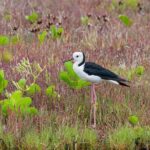 Full Day Birdlife Tour in Bribie Island - Who Will Love This Tour?