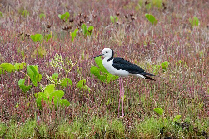 Full Day Birdlife Tour in Bribie Island - Who Will Love This Tour?