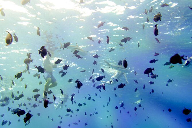 Full-Day Bora Bora Lagoon Cruise Including Snorkeling with Sharks and Stingrays - The Itinerary in Detail