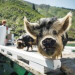 Full Day Iconic Mail Boat Cruise - Who Is This Tour Perfect For?