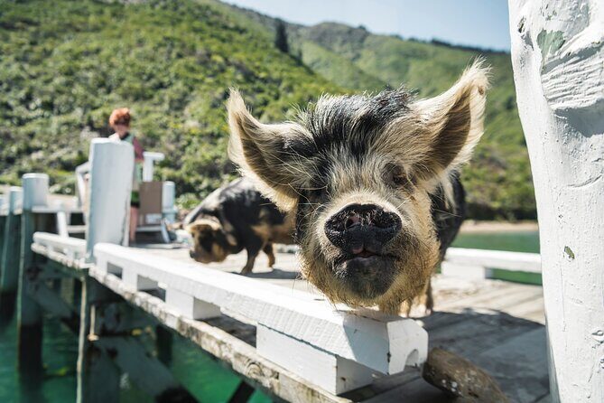 Full Day Iconic Mail Boat Cruise - Who Is This Tour Perfect For?